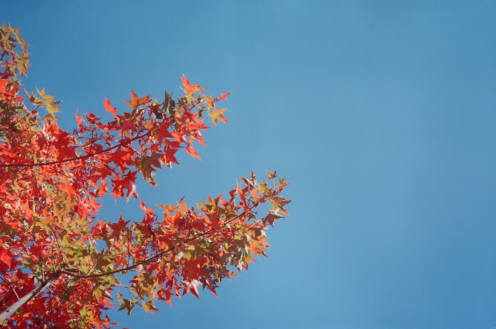 blog
